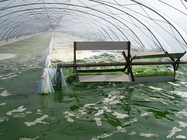 藻类养殖加工销售 螺旋藻